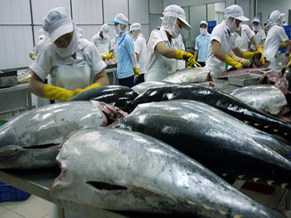 Cá ngừ Việt Nam xuất khẩu sang gần 140 quốc gia trên thế giới