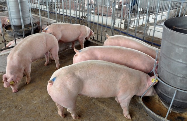 Trung Quốc đồng ý nhập khẩu thịt lợn Việt Nam
