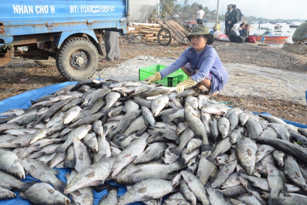 Ngư dân Khánh Hòa trúng tôm hùm, cá lồng sau bão số 12