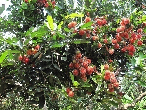 Chôm chôm là một trong những loại cây trái chủ lực của tỉnh Bến Tre.