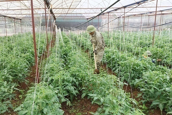 Sản xuất rau tại HTX rau an toàn bản Tự Nhiên, xã Đông Sang (Mộc Châu).
