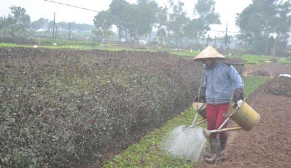 trồng rau gia vị, xã Tân Minh, hiệu quả kinh tế