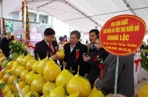Tuần lễ giới thiệu nông sản an toàn 5 tỉnh, thành phố tại Hà Nội, bưởi đỏ Tân Lạc