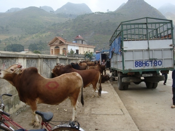 Nhờ được áp dụng kỹ thuật thụ tinh nhân tạo đã góp phần nâng cao năng suất và chất lượng giống bò vàng địa phương tại 4 huyện Cao nguyên đá