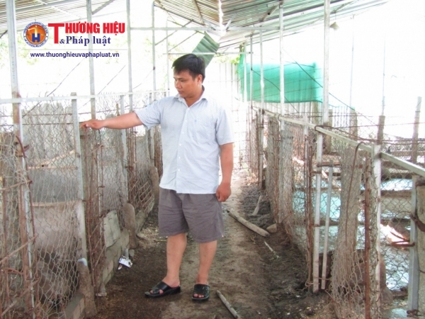 Giám đốc trẻ Đoàn Phan Dinh, lãi lớn, nuôi heo rừng