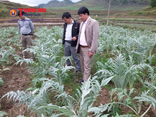 Cán bộ kỹ thuật huyện Quản Bạ, Hà Giang kiểm tra sinh trưởng của cây Astiso, cây dược liệu
