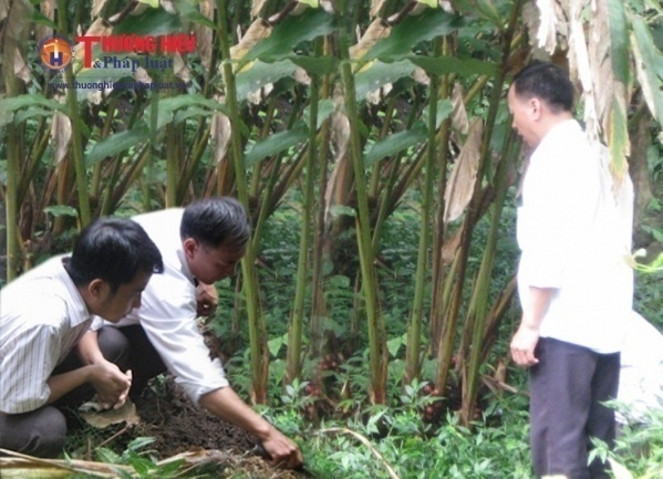 Cán bộ kỹ thuật huyện Xín Mần, Hà Giang kiểm tra sinh trưởng và đánh giá năng suất cây thảo quả
