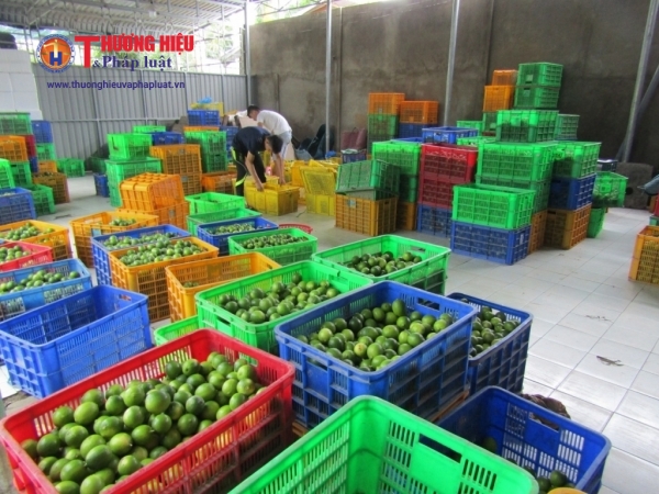 Cơ sở thu mua của HTX nông nghiệp Thạnh Phước