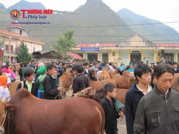 Một góc  phiên chợ bò huyện Mèo Vạc, Hà Giang