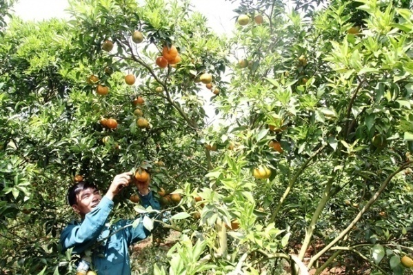 trồng cam đường canh, Lâm Đồng