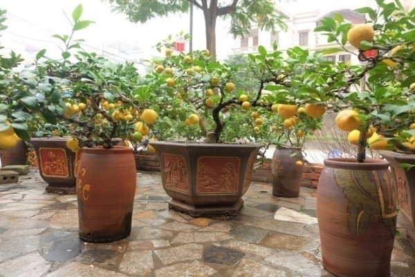 Các dáng bonsai chanh phú quý.