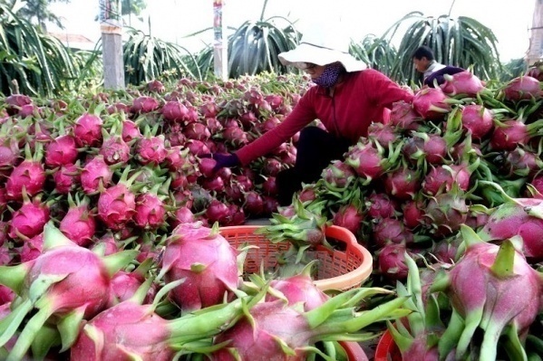 xuất khẩu trái cây, sang Qatar