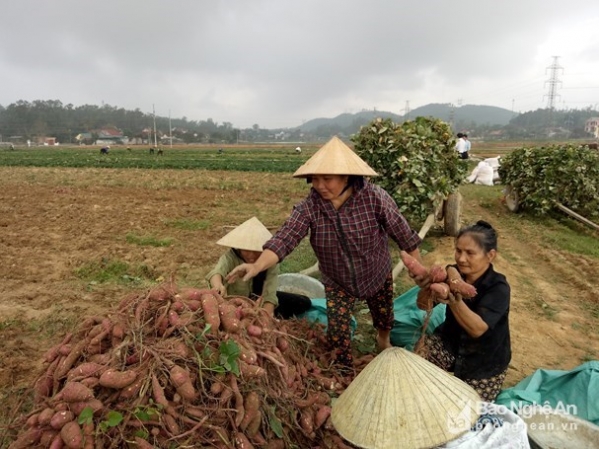 Nông dân Nam Đàn thu 60 triệu đồng/ha từ khoai lang đỏ - Ảnh 2