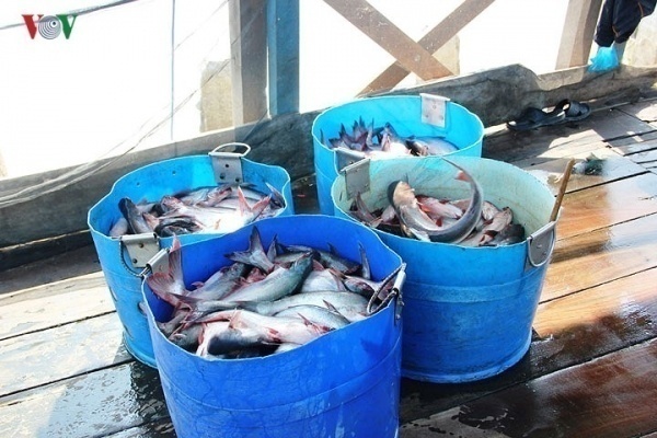 Theo dự báo, giá cá tra còn tiếp tục ở mức cao trong những ngày tới, bởi thị trường xuất khẩu tương đối thuận lợi, trong khi nguồn cá nguyên liệu ở ĐBSCL không tăng nhiều.