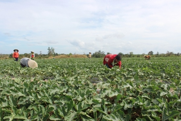 Người trồng dưa hấu ở Đắk Lắk phấn khởi vì được giá.