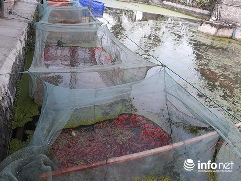 Từ 20-22 tháng Chạp, người dân xứ làng cá Tân Cổ đã chống cá để cung ứng ra thị trường.