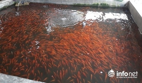 Hàng năm đến ngày ông Công ông Táo, làng Tân Cổ cung ứng ra thị trường hàng chục tấn cá chép đỏ.