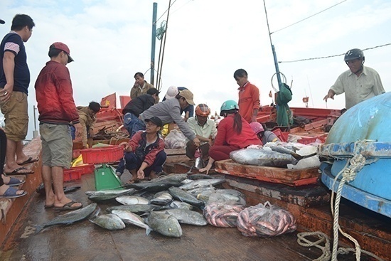 Ngư dân Lý Sơn cân cá bán cho thương lái.
