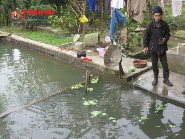 ng Nguyễn Văn Lân đang chăm sóc đàn cá chuẩn bị xuất bán