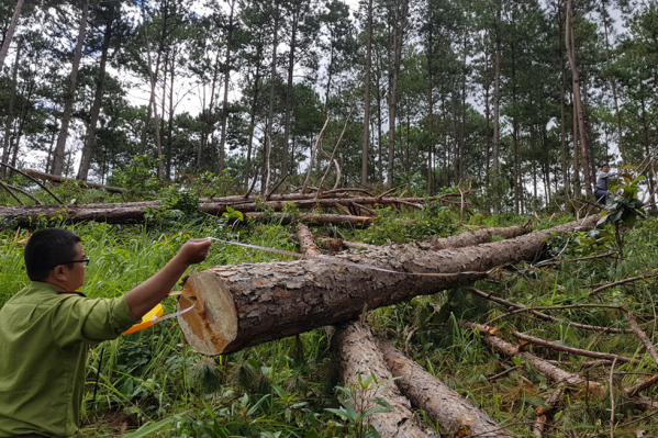 phá rừng ở Lâm Đồng