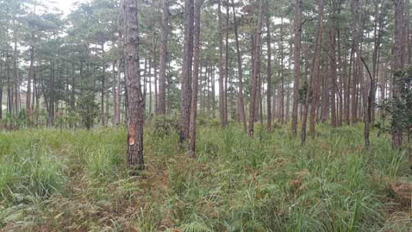 đầu độc rừng thông, phá rừng
