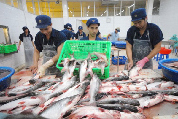 cá tra và basa Việt Nam