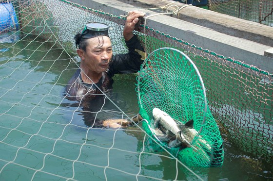 cá chết hàng loạt tại Quảng Ngãi