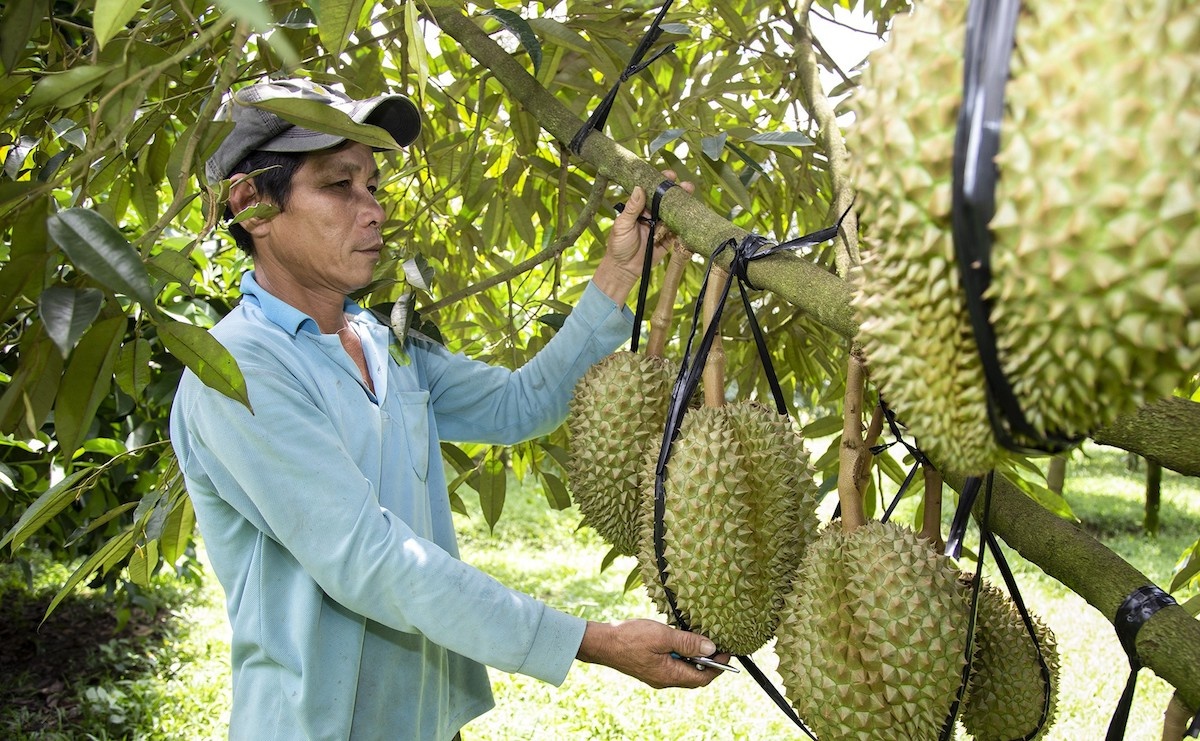 Việc được xuất khẩu chính ngạch sang thị trường Trung Quốc đã giúp sầu riêng trở thành ngành hàng tỷ USD, vì vậy khi quốc gia này tính mở rộng diện tích sầu riêng sẽ là mối lo lớn với ngành sầu riêng Việt Nam trong thời gian tới. 