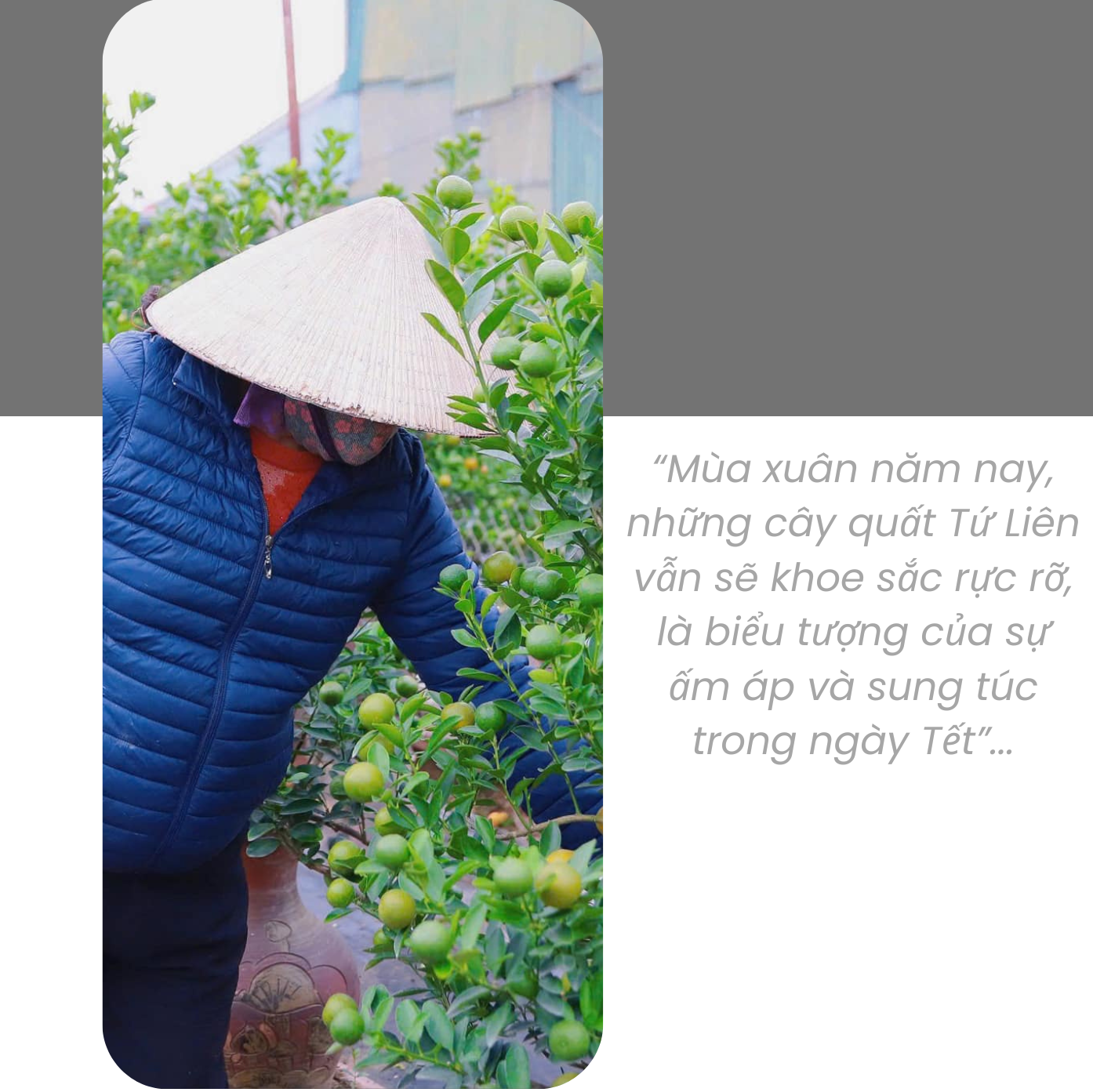 Khung cảnh Lệ Chi mùa đông