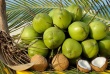 Quả dừa Việt Nam được ưa chuộng tại thị trường Australia