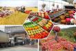 Ngành nông nghiệp Việt Nam hướng tới mục tiêu xuất khẩu 74 tỷ USD