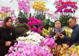 Hà Nội: Thị trường hoa cây cảnh những ngày cận Tết Giáp Thìn 2024