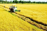 Việt Nam dự kiến đạt sản lượng trên 43 triệu tấn lúa trong năm 2023