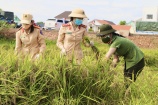 Công an Quảng Bình xuống đồng gặt lúa giúp dân tránh dịch Covid - 19
