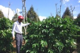 Việt Nam sẽ tái canh, ghép cải tạo trên 100 nghìn ha cà phê