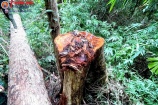 Diễn biến mới vụ phá rừng quy mô lớn tại vùng biên Kon Tum