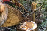 Kon Tum: Khởi tố vụ phá hơn 40m3 gỗ rừng tại vùng biên