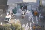 Nhật Bản tiêu hủy gần 10 triệu con gia cầm do dịch cúm