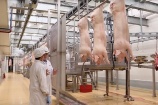 Giá lợn giảm sâu đẩy nhiều 'đại gia' chăn nuôi vào thua lỗ