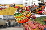Tăng cường kiểm tra, giám sát doanh nghiệp xuất khẩu nông sản sang Trung Quốc