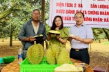 Việt Nam có thêm 47 mã số vùng trồng sầu riêng được Trung Quốc cấp phép