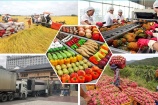 Nông sản Việt và khát vọng xây dựng thương hiệu vươn tầm quốc tế 