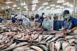 Xuất khẩu cá tra tăng trưởng tốt tại các thị trường 'ngách'