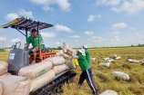 Giá gạo xuất khẩu của Việt Nam tăng kỷ lục, đạt mức 663 USD/tấn