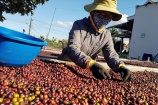 Xuất khẩu cà phê có thể đạt gần 5 tỷ USD trong năm 2024