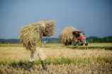Giá lúa gạo giảm mạnh sau Tết khiến người nông dân lo lắng