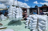 Gạo Việt và cơ hội xuất khẩu sang thị trường Indonesia
