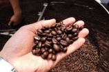 Dự báo các kịch bản đối với giá cà phê thế giới trong năm 2024