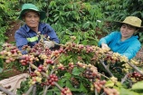 Giá cà phê liên tục tăng mạnh, vượt mốc 100.000 đồng/kg