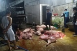 Thái Nguyên: Thu giữ hơn 1 tấn thịt nhiễm dịch tả lợn Châu Phi 